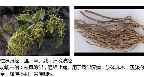 501个中草药图谱(附主治功效)