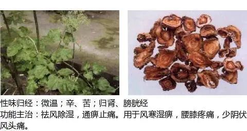 501个中草药图谱(附主治功效)