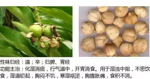 501个中草药图谱(附主治功效)