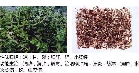 501个中草药图谱(附主治功效)