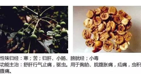 501个中草药图谱(附主治功效)