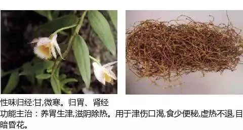 501个中草药图谱(附主治功效)