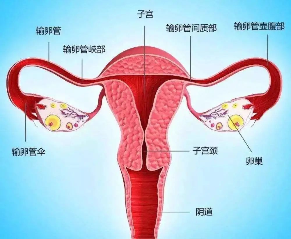 子宫上的韧带固定在适当的位置,如下图:咱们先认识下卵巢——卵巢卵巢