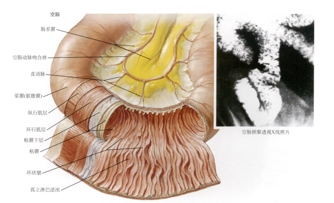 小肠系列空肠和回肠的解剖