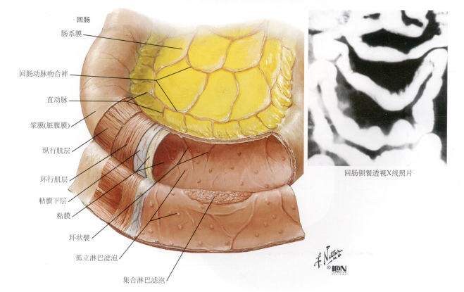 结构 都具有消化管典型的四层结构,即黏膜层,黏膜下层,肌层及浆膜层