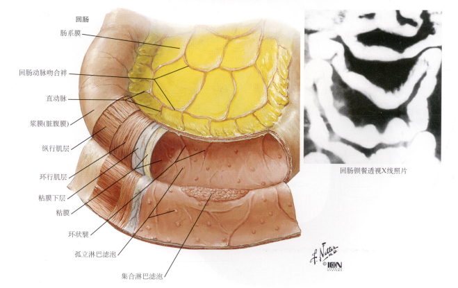小肠系列空肠和回肠的解剖