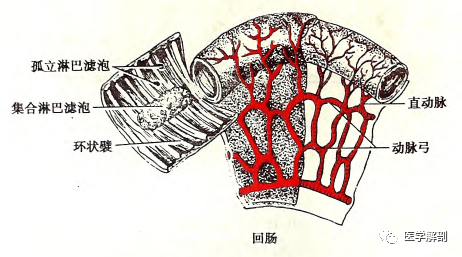 小肠系列空肠和回肠的解剖