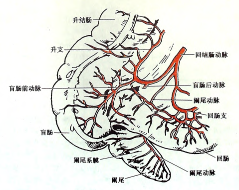 空肠,回肠的静脉空肠,回肠的静脉与同名动脉相伴行,最终汇入肠系膜上