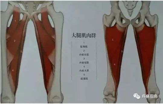 大腿内侧肌群称内收肌,其功用主要是使大腿内收,故双腿如果较长时间
