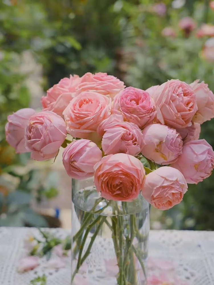 第一夫人月季花名册no00019