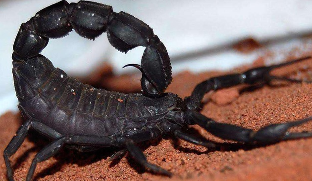 巴勒斯坦毒蝎(死亡指数:★)地球上毒性最强的蝎子——巴勒斯坦毒蝎