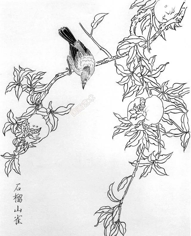 书画联盟丨一组白描花鸟画稿25图