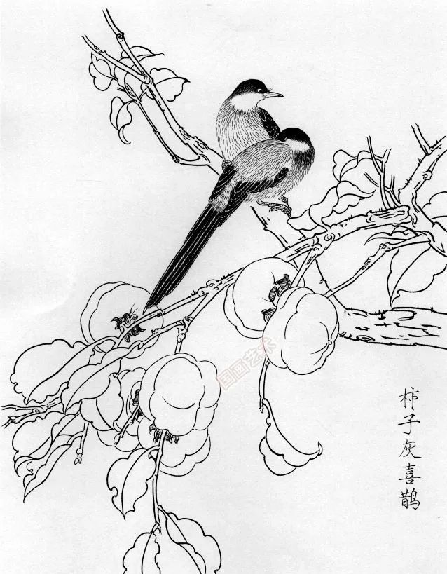 书画联盟丨一组白描花鸟画稿25图