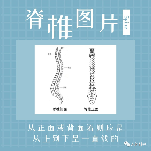 韧带的牵拉,脊柱逐渐形成颈,胸,腰,骶四个生理性弯曲,侧面表现出颈曲