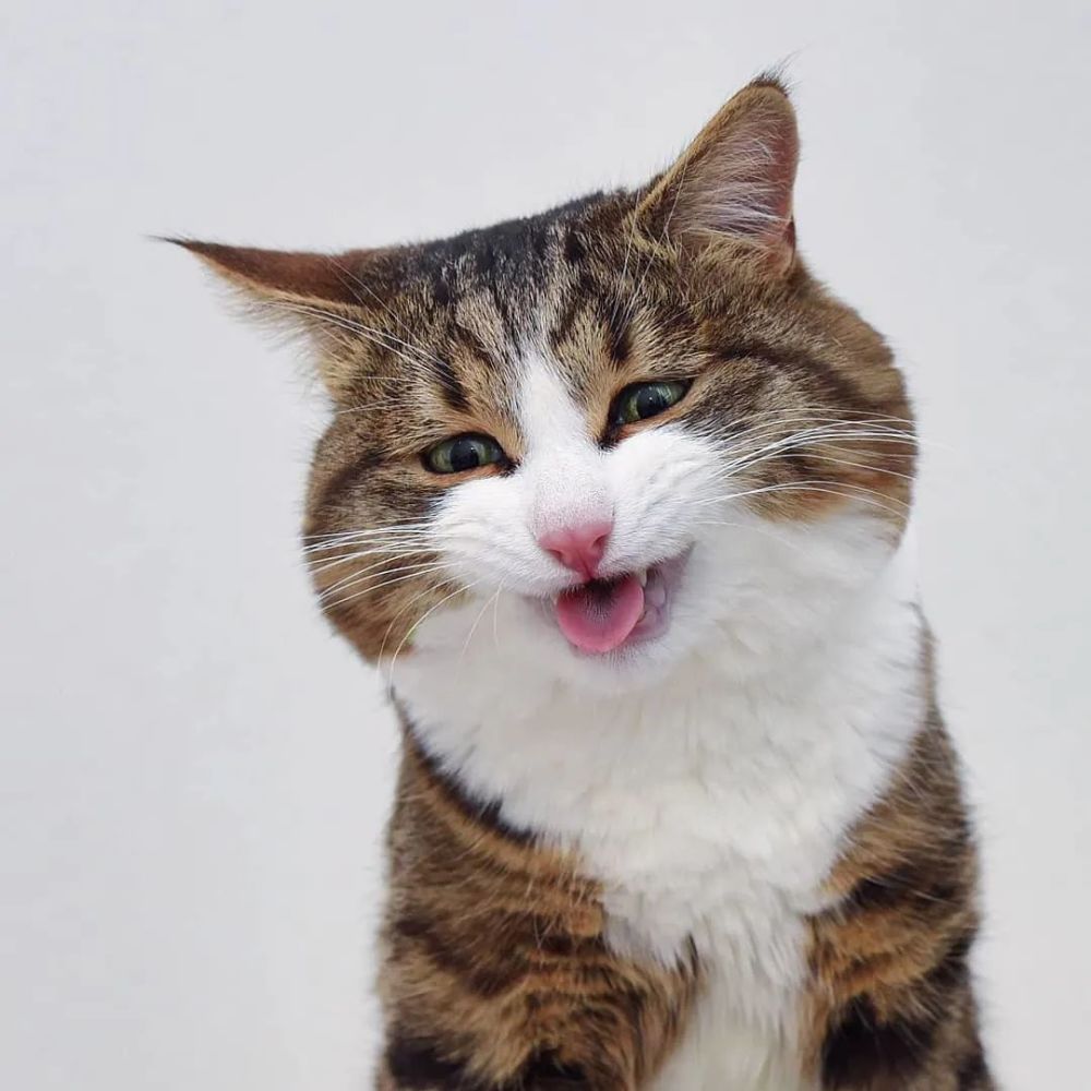 火遍全网的微笑猫咪7岁啦它感动全球粉丝背后还有一个秘密