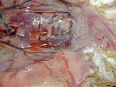 鸭瘟治疗方法与防治要点