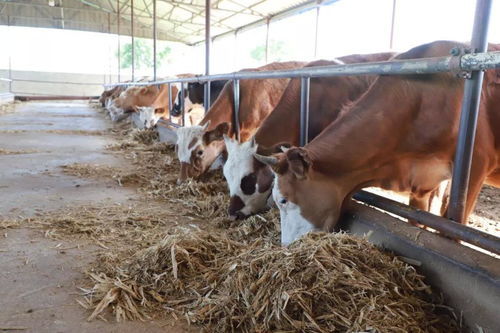 牛的养殖技术和养牛饲料的最佳配方