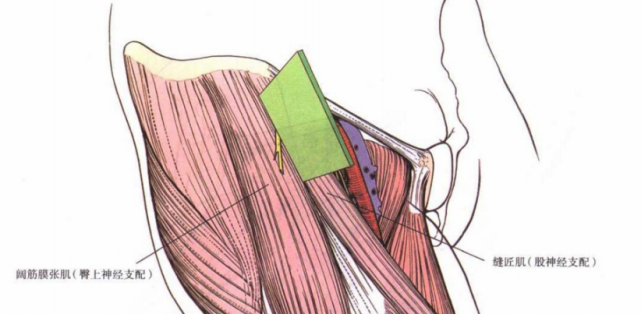浅层平面位于缝匠肌(股神经支配)和阔筋膜张肌(臀上神经支配)之间