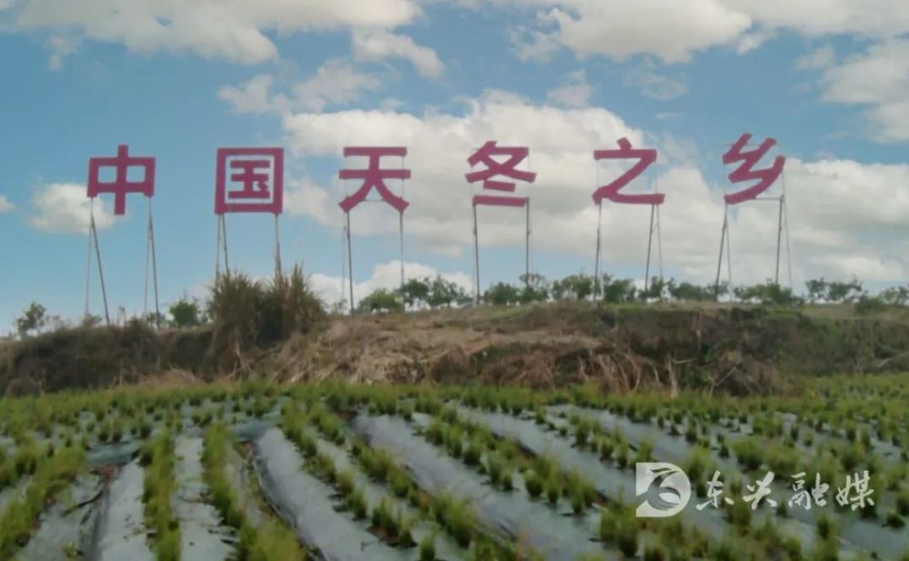 如何发展中国天冬之乡这些权威内容告诉你