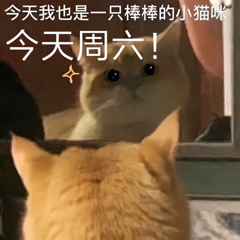 猫咪一周表情包每天都有新感觉