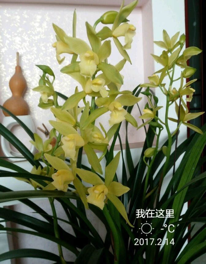 年宵花植物兰花绿翡翠花叶俱美开花勤奋新手也能养