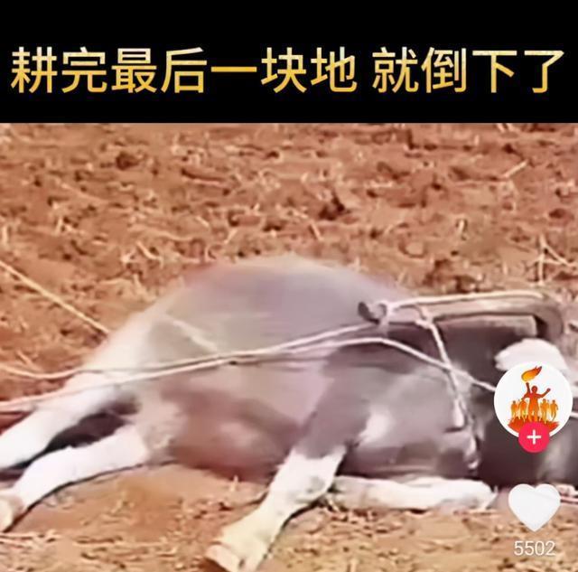 拍摄这段视频的网友说"当时,我和耕田的小伙子都被这一幕吓坏了,于是