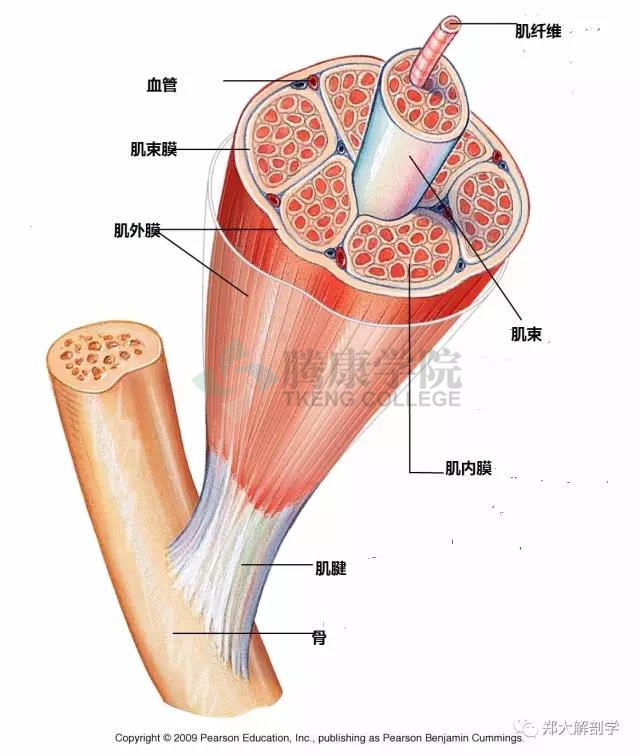 囊,脑膜,骨膜,支持带,隔膜,内脏筋膜,外膜和神经血管鞘,腱膜等元素