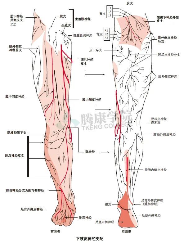 下肢皮肤由起源于特定神经根的周围神经支配,由特定神经根支配的皮肤