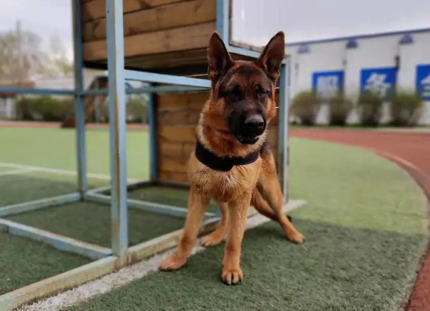 平安春运警犬刀锋的首个春运