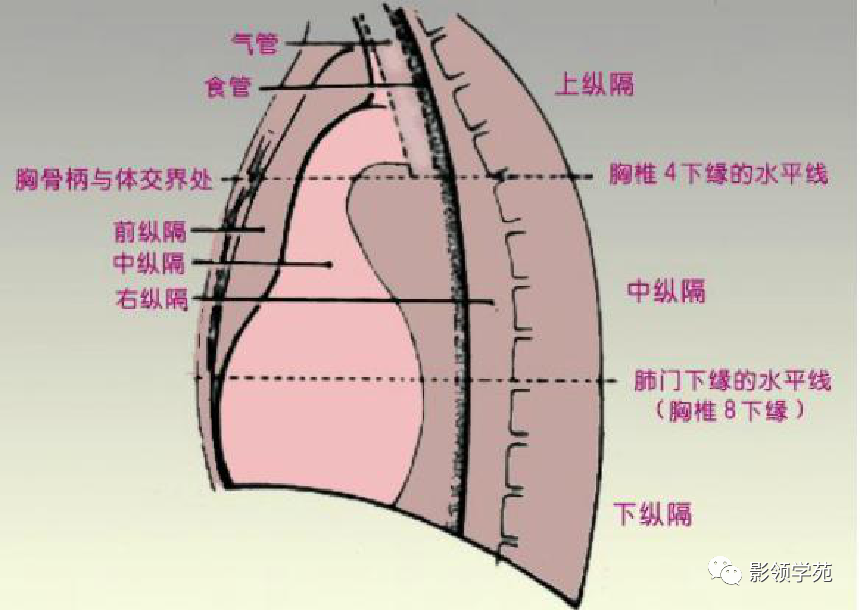 胸骨柄体交界处到第四胸椎下缘连线纵隔九分法:纵隔分区纵隔内