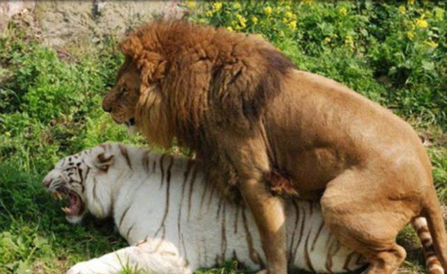 狮虎兽是由雄狮和雌虎杂交所得,虎狮兽是由雄虎和雌狮繁育.