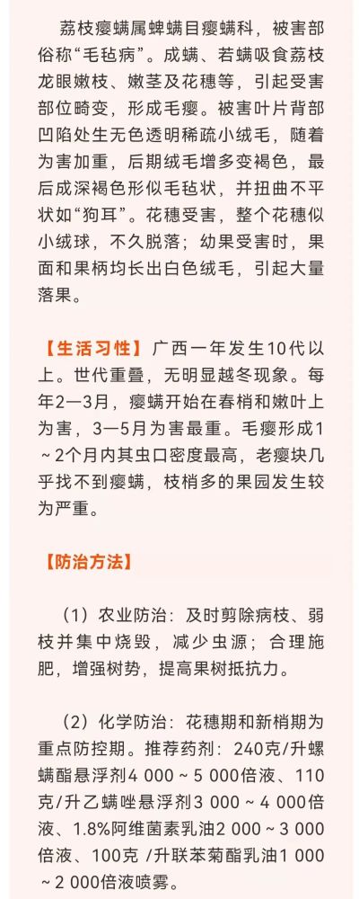 这样防治荔枝瘿螨轻松搞定