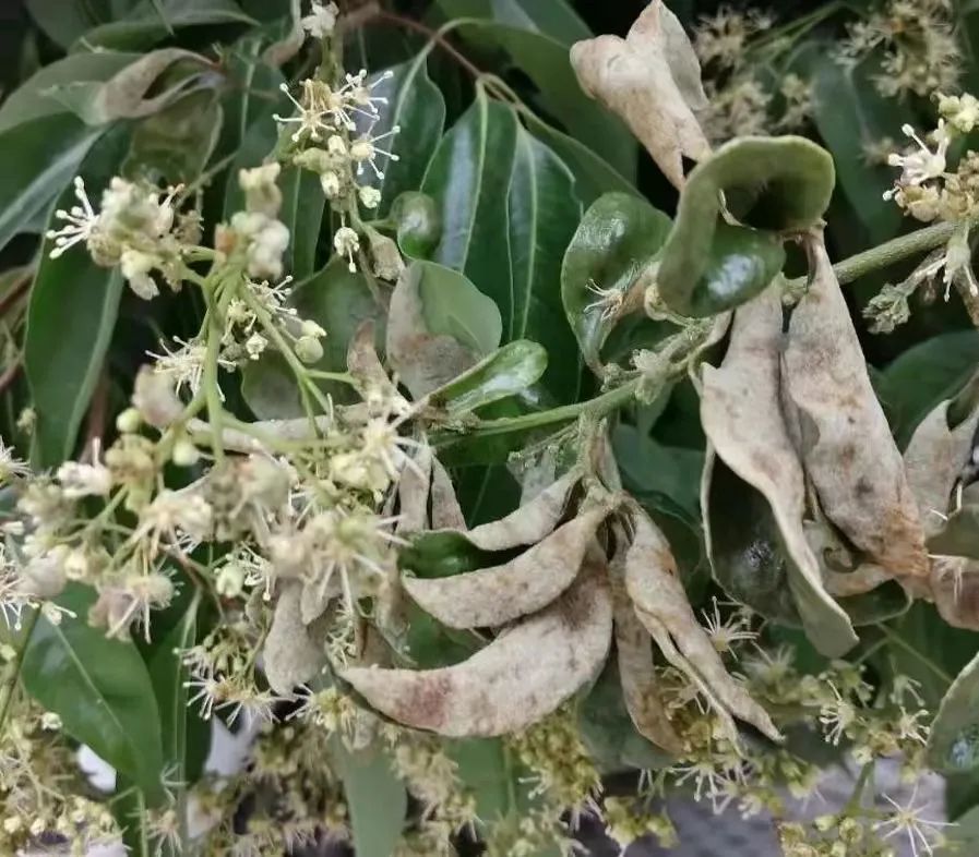 这样防治荔枝瘿螨轻松搞定