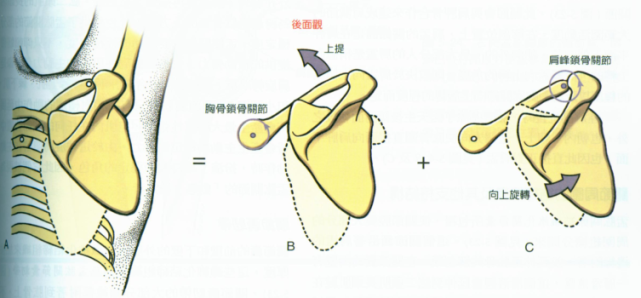 知识角|肩的180°是怎么来的?了解下肩肱节律