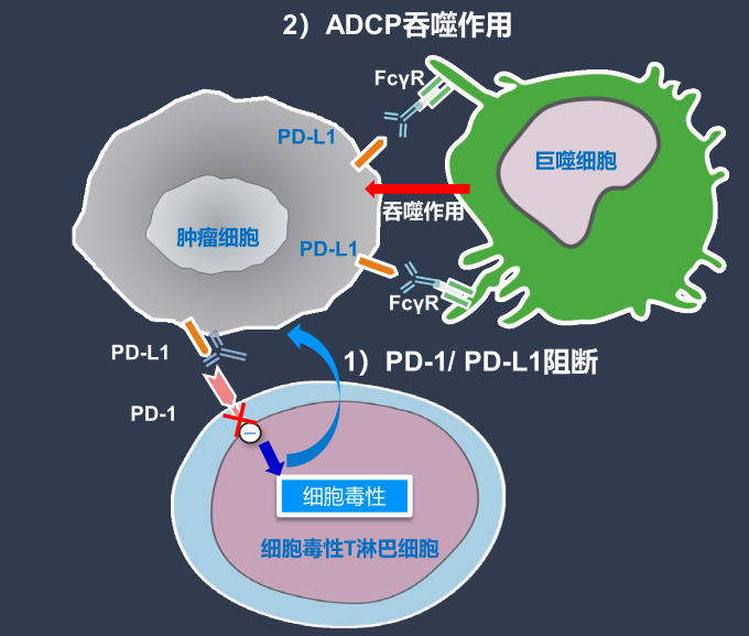 创新机制舒格利单抗引领全新免疫治疗之路