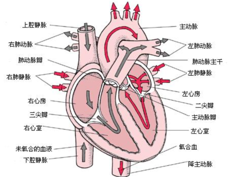 达芬奇留下的心脏谜题人类花500年才解开他被外星人改造过