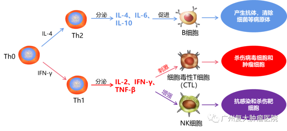 以th1和th2细胞为核心分泌的细胞因子有哪些?其临床意义是什么?