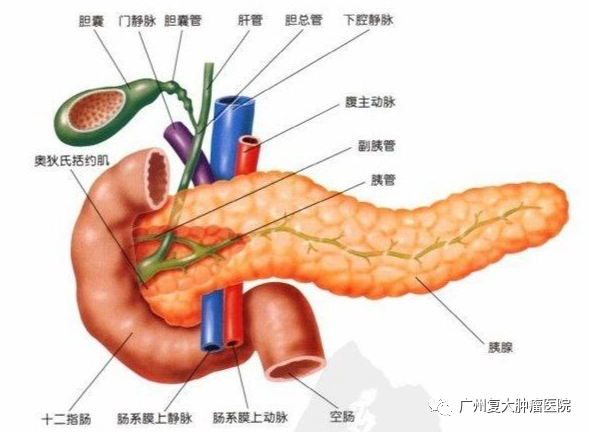 武汉肿瘤医院请选择广州复大肿瘤医院:胰腺癌的高发人群有哪些