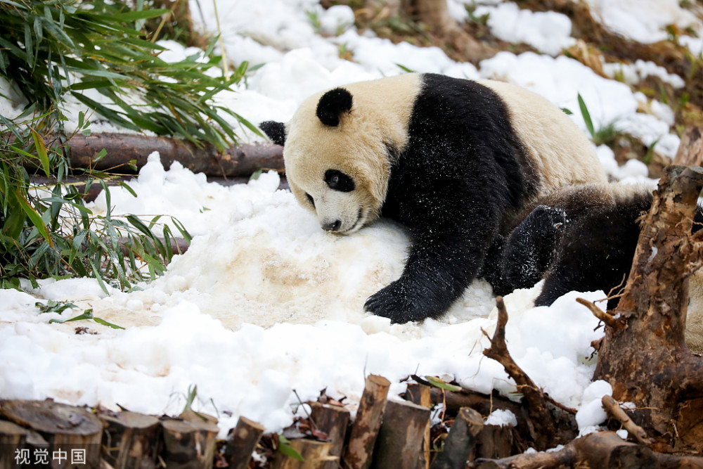 成都饲养员为大熊猫造雪滚滚努力堆雪人