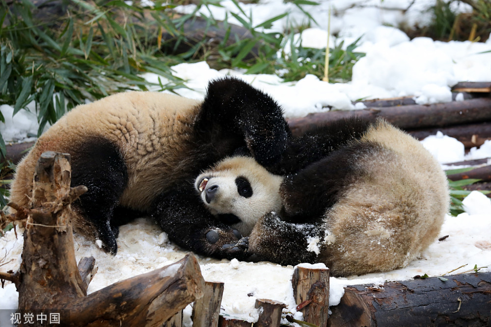 成都饲养员为大熊猫造雪滚滚努力堆雪人