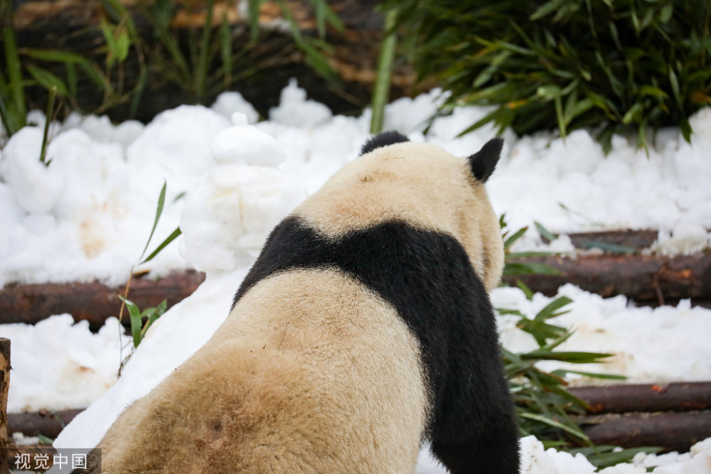 成都饲养员为大熊猫造雪滚滚努力堆雪人