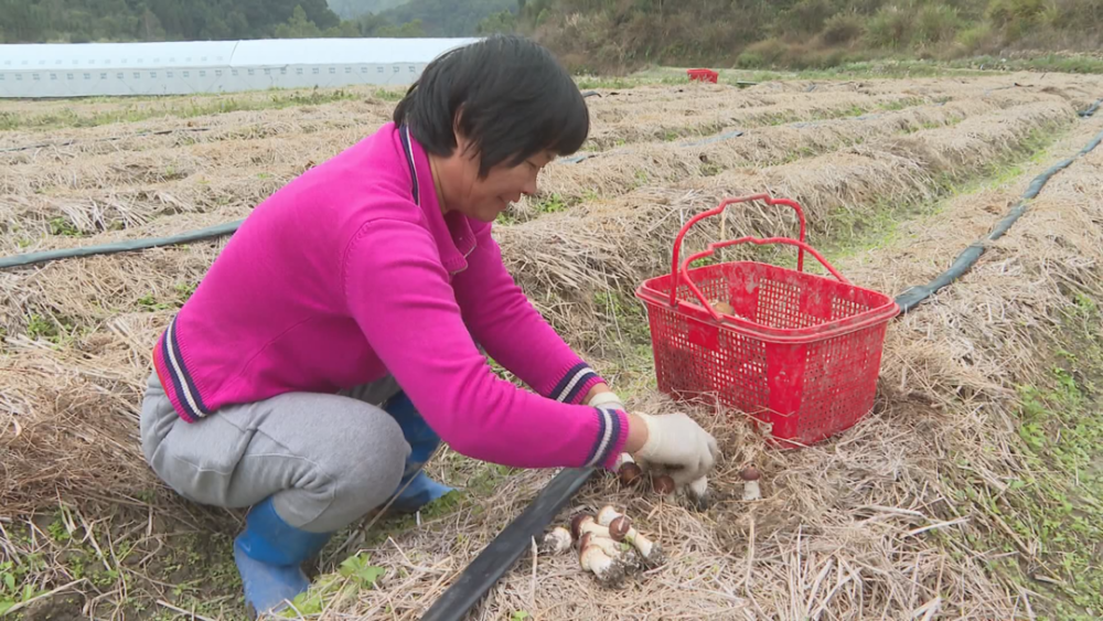 原来,这些可爱的"小伞"都是大伙日常食用的香菇.