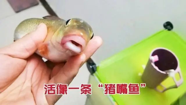 南阳钓友钓获一条"猪嘴鱼,嘴巴形状怪异,长有两道嘴唇