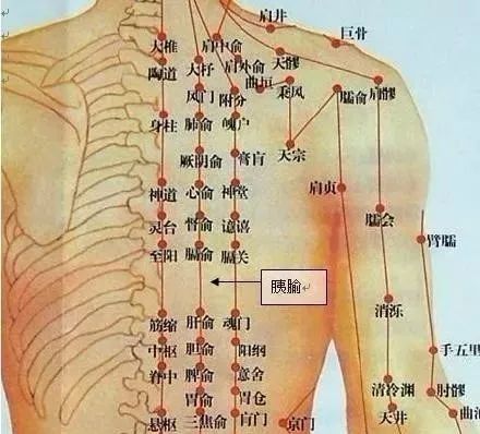 胃管下俞,又叫胰俞,是经外奇穴,此穴位于背部当第8胸椎棘突下,旁开1.