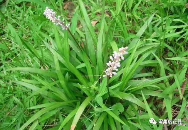 治疗风湿,类风湿关节炎的中药泡酒验方