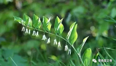 治疗风湿类风湿关节炎的中药泡酒验方