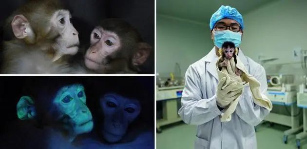 人猴嵌合体培育人类器官又向前跨越一小步