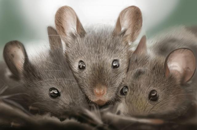 假如世界上仅剩三只老鼠它们还能不能恢复种群呢