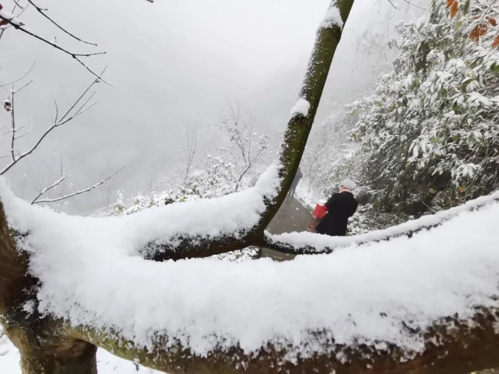 什邡山上昨晚又双叒叕下雪啦