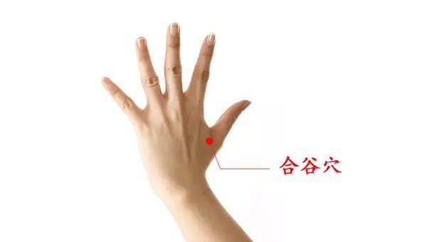 合谷穴在哪里:所以真的忘记穴位时,只要记得,不管哪里痛都可以按虎口